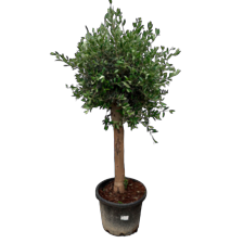 Olijfboom XL